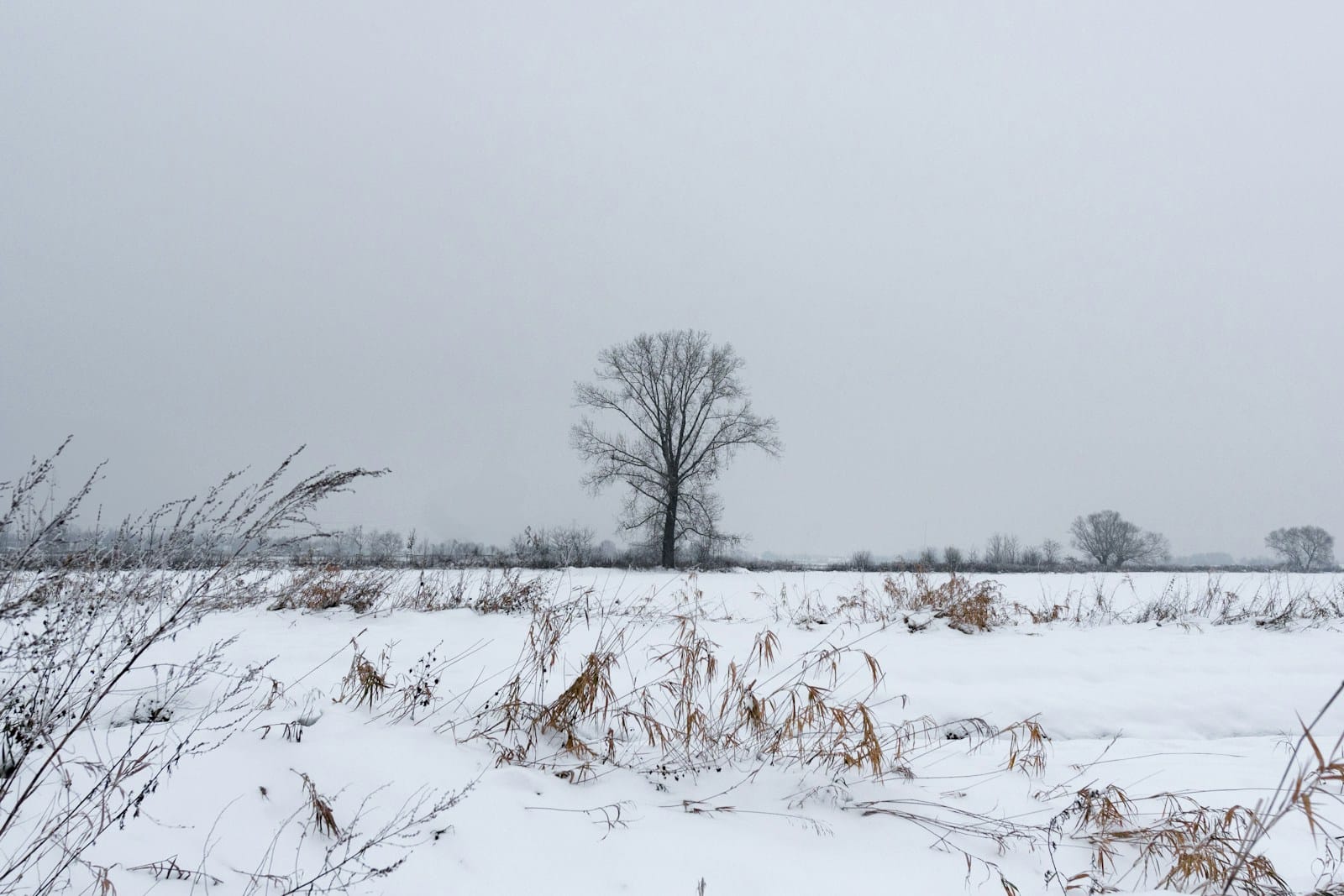 Obrazek do pytania: Żeby roślina urosła, potrzebuje mroźnej temperatury.