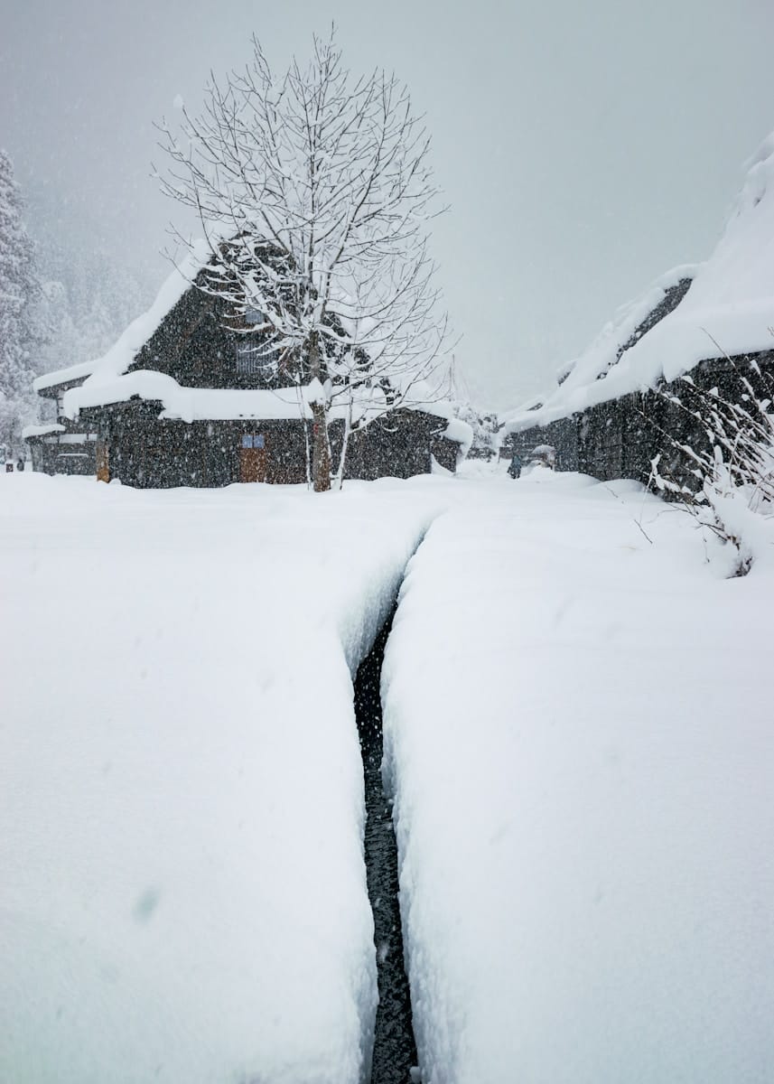 Obrazek do pytania: Żeby roślina urosła, potrzebuje mroźnej temperatury?