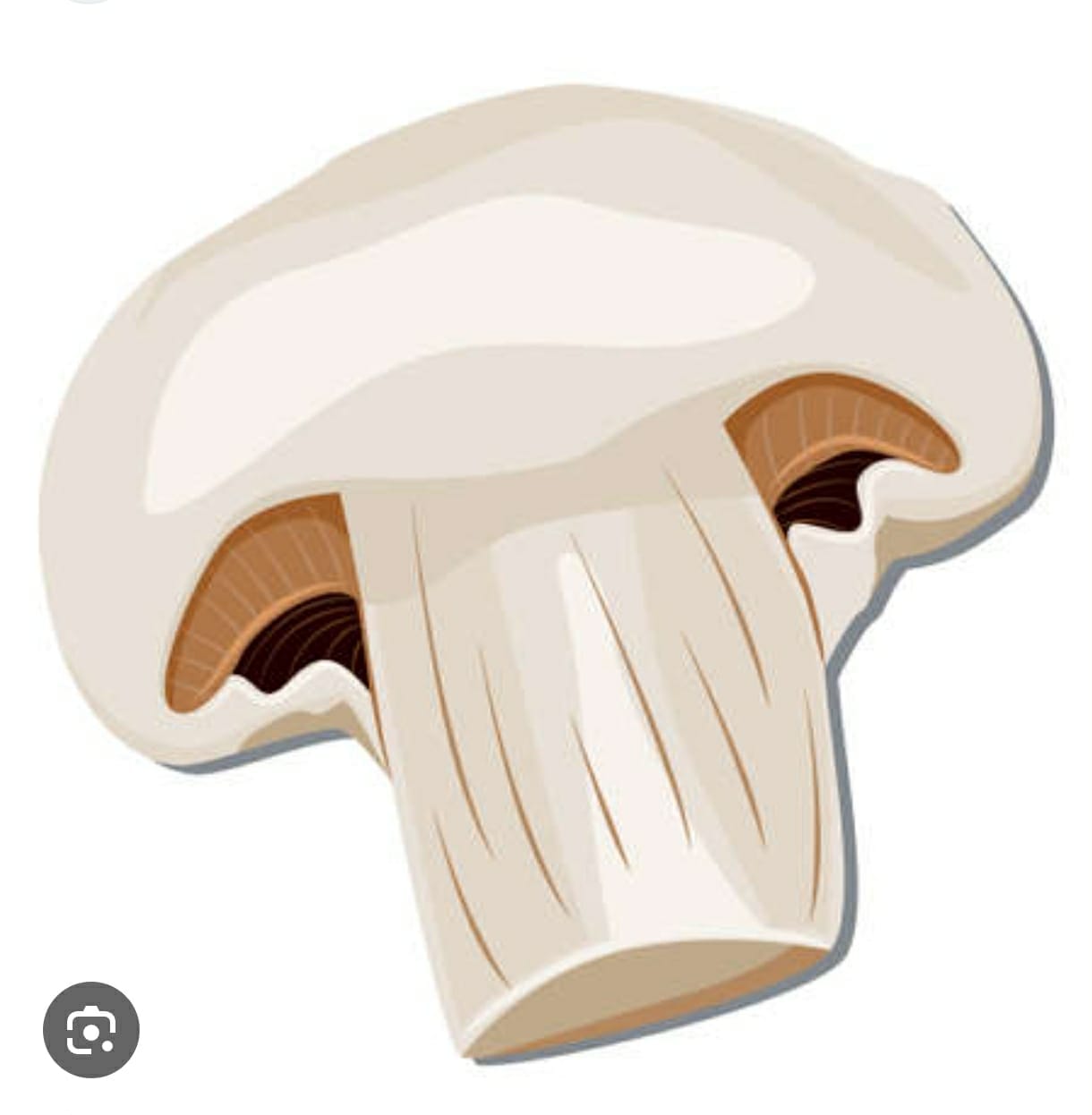 Obrazek do odpowiedzi: Pieczarka