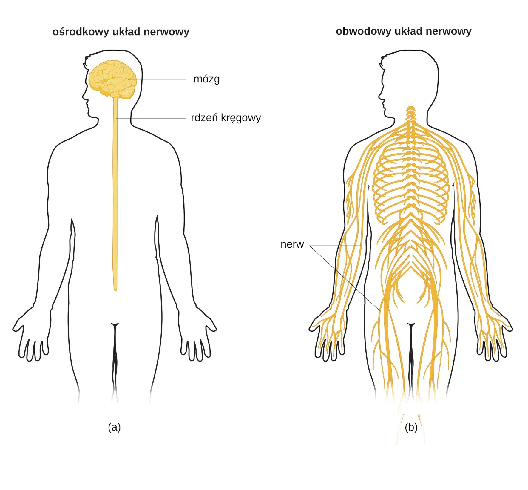 Budowa i rola układu nerwowego- mini quiz 41