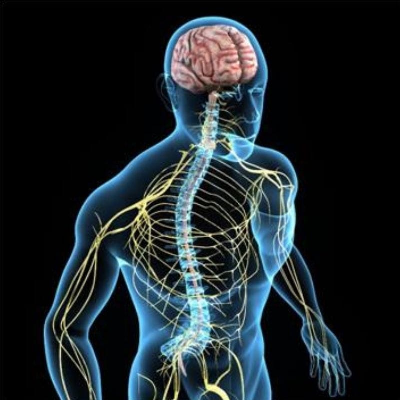 Budowa i rola układu nerwowego- mini quiz 42