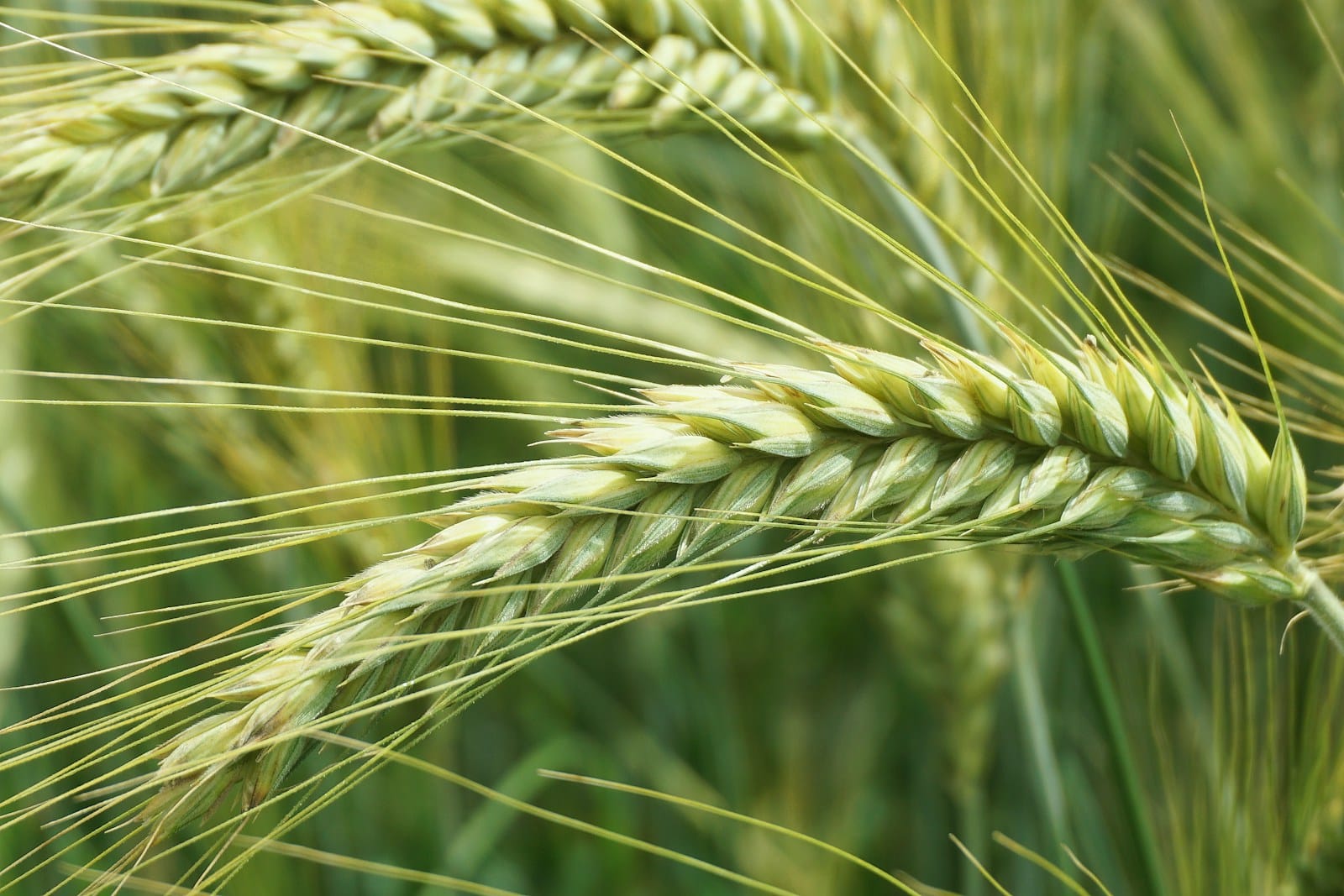 Produkcja roślin w Polsce 41