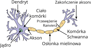 Budowa i rola układu nerwowego- mini quiz 43