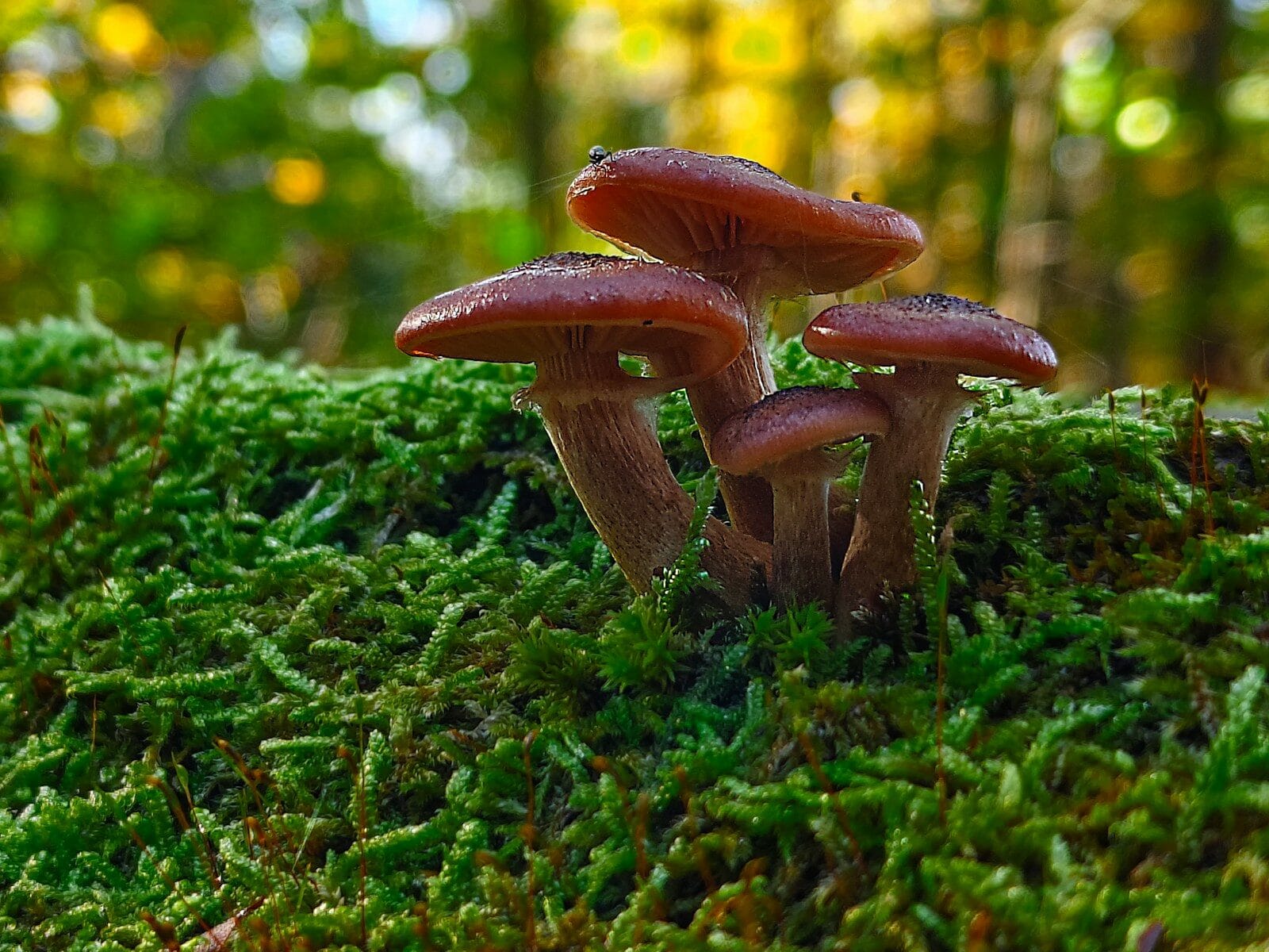 Mchy kl 5 2 Mchy kl 5 42