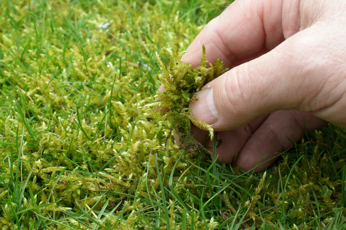 Mchy kl 5 6 Mchy kl 5 46