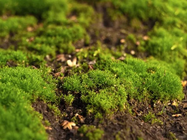 Mchy kl 5 4 Mchy kl 5 44