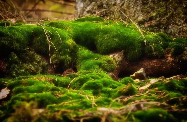 Mchy kl 5 5 Mchy kl 5 45