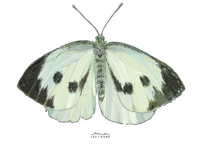 mieszkańcy łaki 46