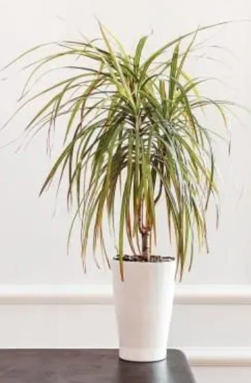 Obrazek do odpowiedzi: Dracena