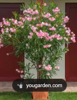 Obrazek do odpowiedzi: Oleander