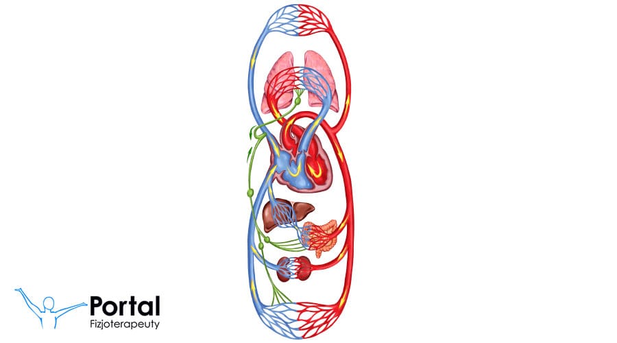 Krążenie krwi w organizmie 42