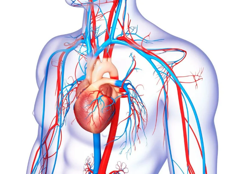 Krążenie krwi w organizmie 43