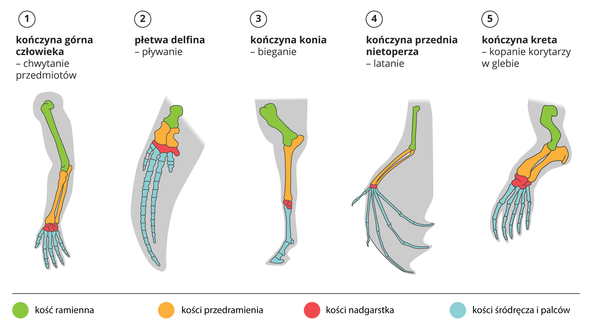 Błyskawiczny quiz- ewolucja i jej dowody 3 Błyskawiczny quiz- ewolucja i jej dowody 3