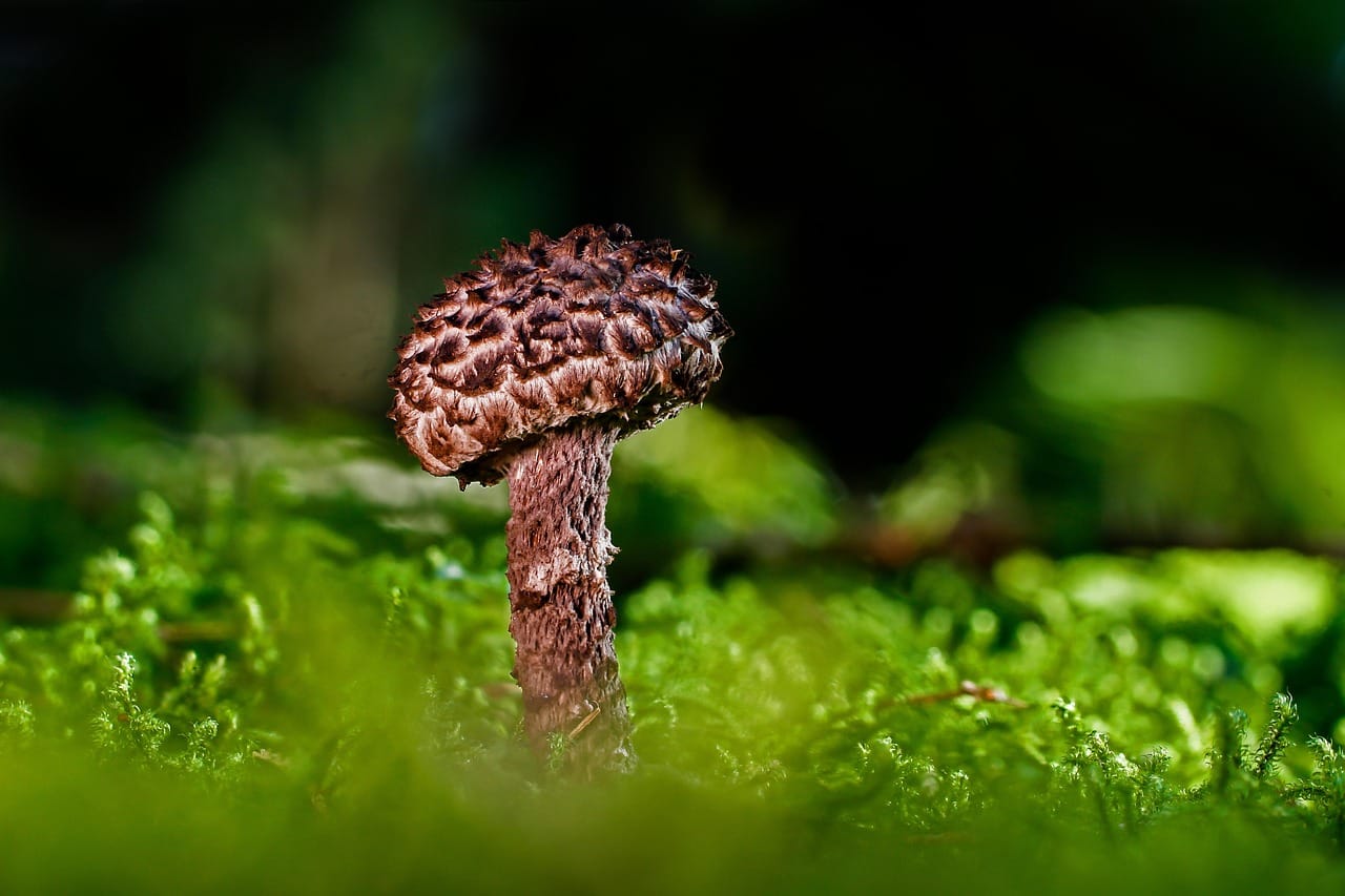 Podgląd obrazka