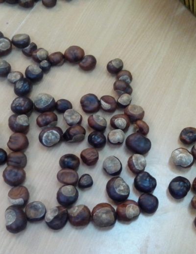 Praca plastyczna: Zabawy z kasztanami 1