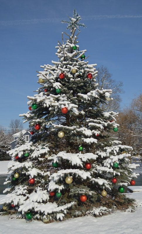 Zima - drzewo (Wierszyk)
