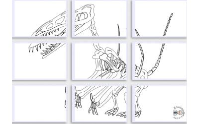 Kolorowanki XXL do druku: Szkielet Dinozaura (10 szablonów)