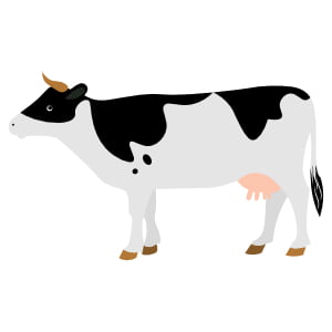 Quiz na angielskie słownictwo: Nazwij zwierzę hodowlane / Name the farm animal