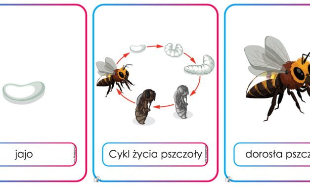Plansze dydaktyczne: Cykl życia pszczoły