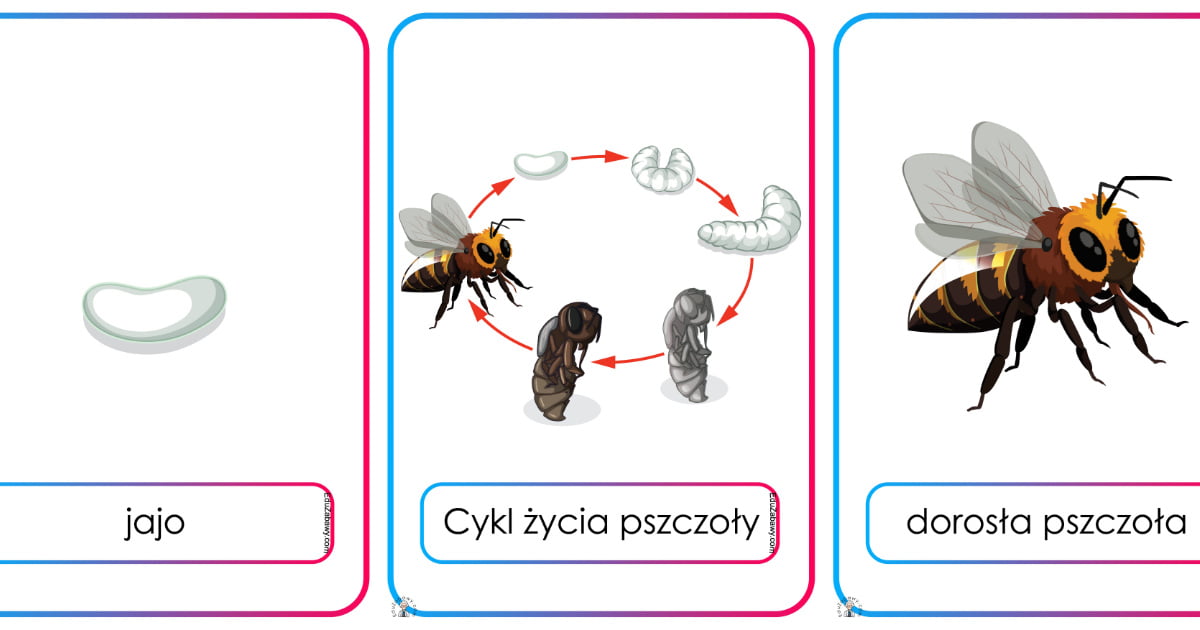 Plansze dydaktyczne: Cykl życia pszczoły