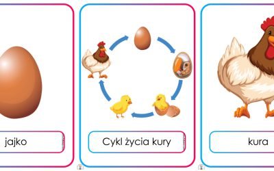 Plansze dydaktyczne: Cykl życia kury