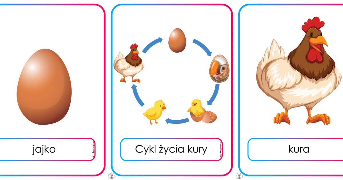 Plansze dydaktyczne: Cykl życia kury