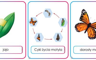 Plansze dydaktyczne: Cykl życia motyla