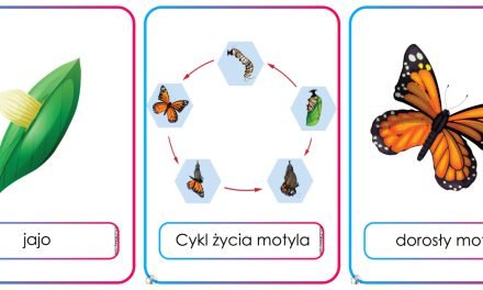 Plansze dydaktyczne: Cykl życia motyla
