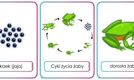 Plansze dydaktyczne: Cykl życia żaby