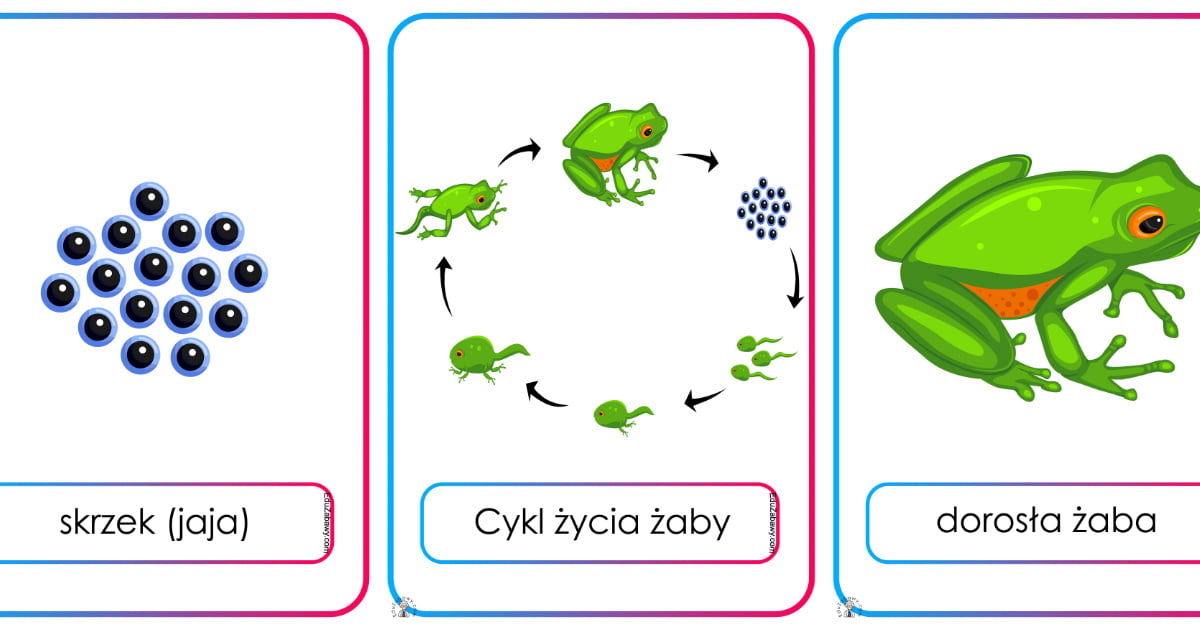 Plansze dydaktyczne: Cykl życia żaby