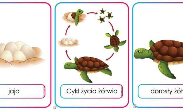 Plansze dydaktyczne: Cykl życia żółwia