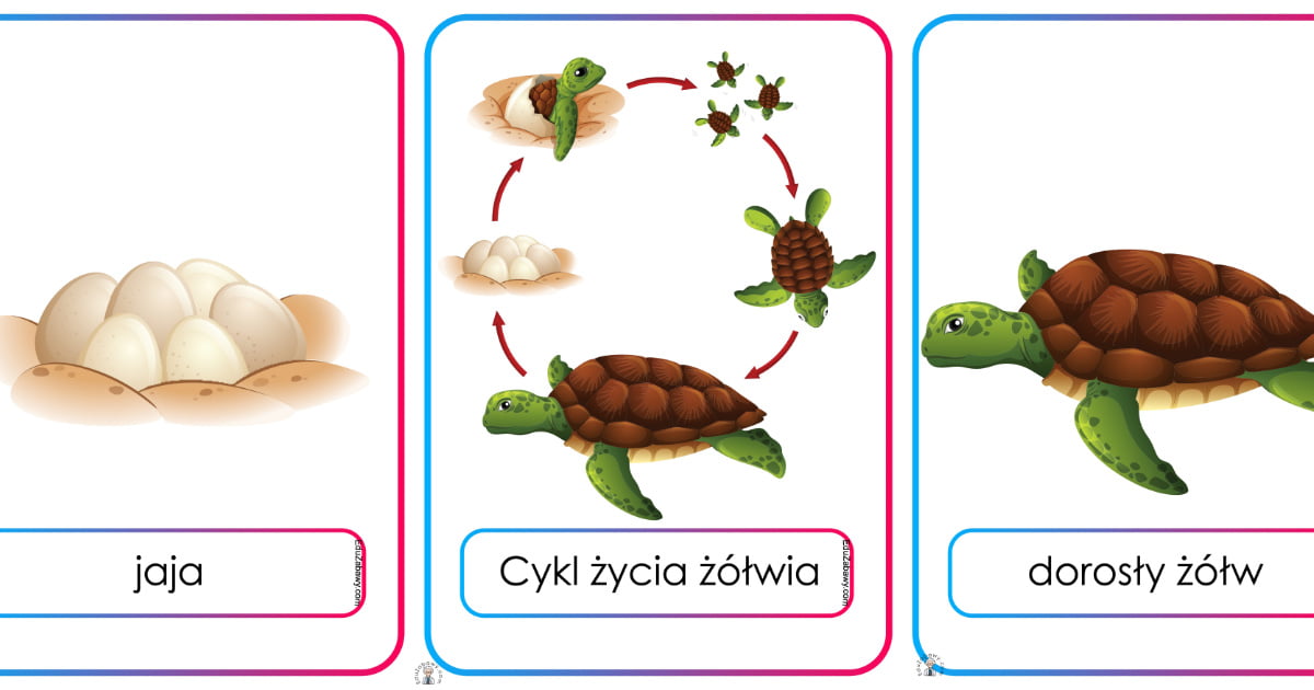 Plansze dydaktyczne: Cykl życia żółwia