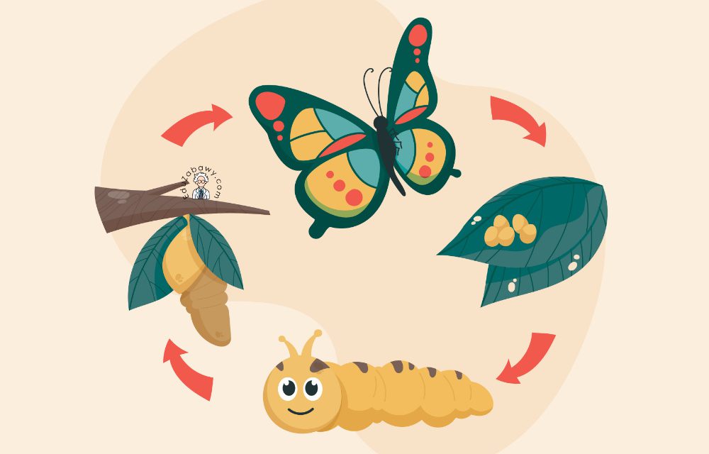 Prace plastyczne: Cykl rozwoju motyla