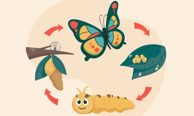 Prace plastyczne: Cykl rozwoju motyla