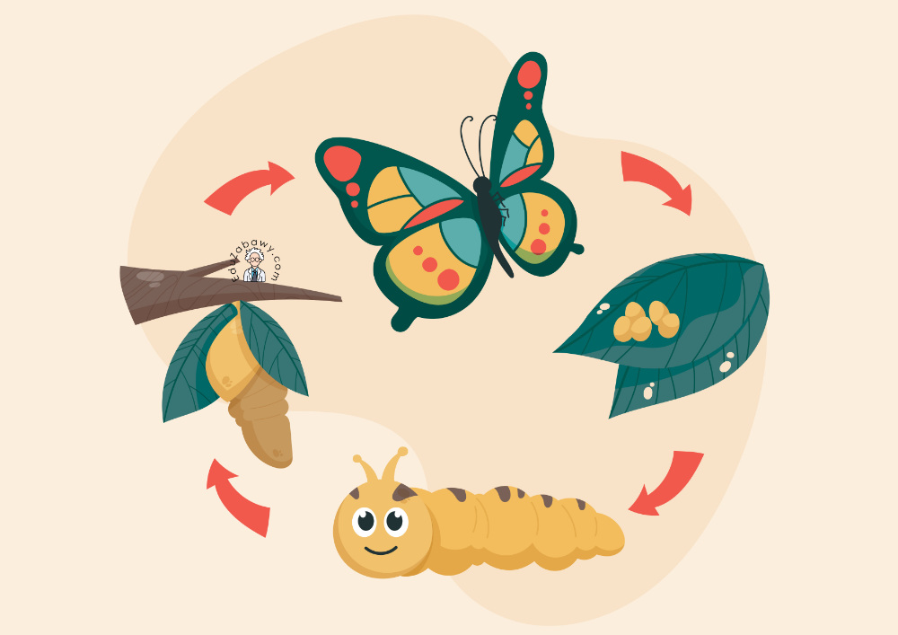 Prace plastyczne: Cykl rozwoju motyla