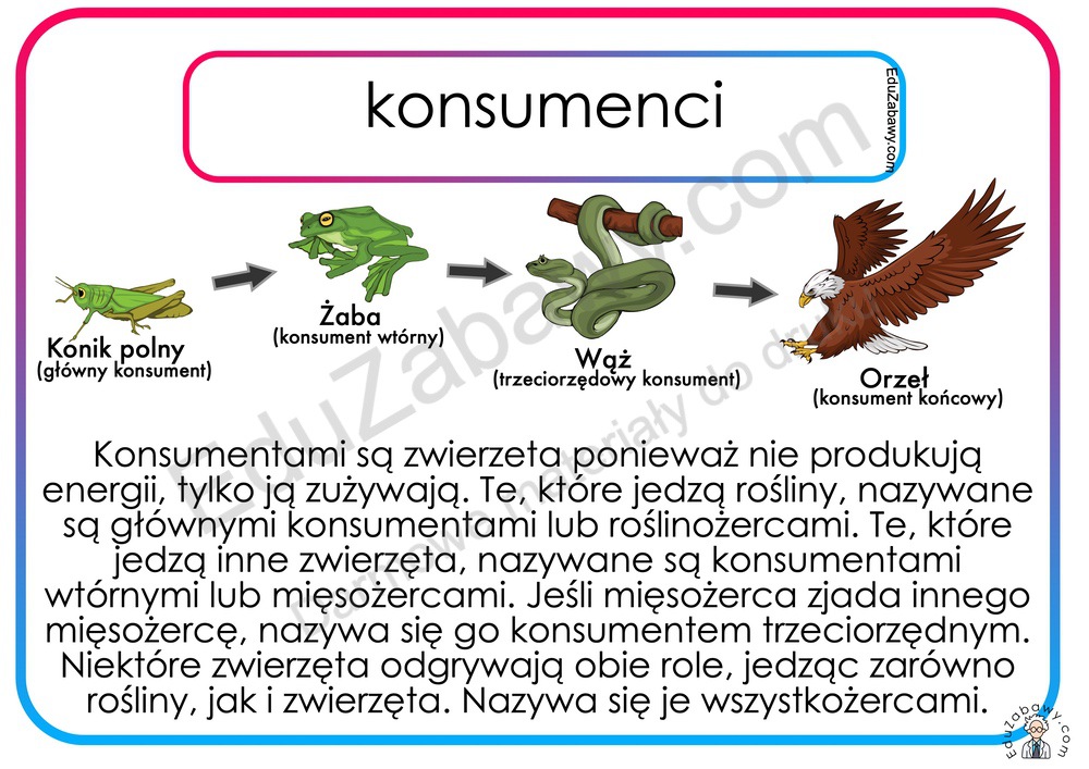 Plansze Dydaktyczne a cuch Pokarmowy PDF Do Druk Za Darmo Plansze Dydaktyczne a cuch Pokarmowy PDF Do Druk Za Darmo