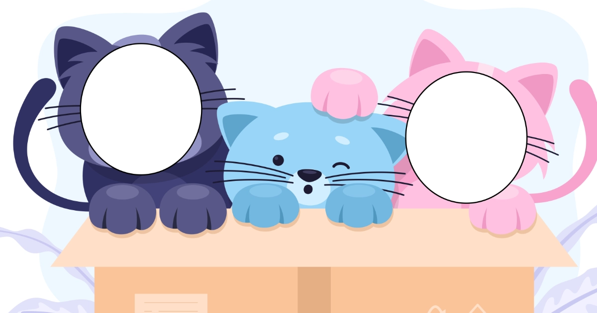 Fotobudka: Koty w pudełku