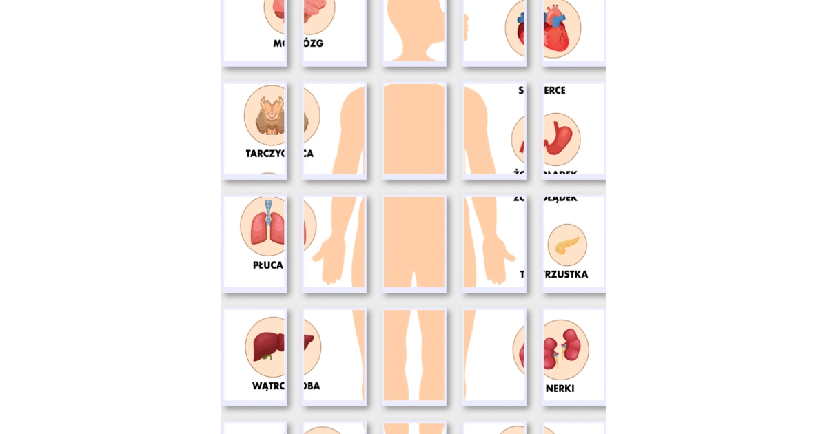 Narządy wewnętrzne – układanka