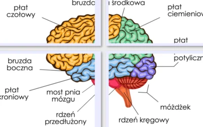 Plansze dydaktyczne: Budowa mózgu