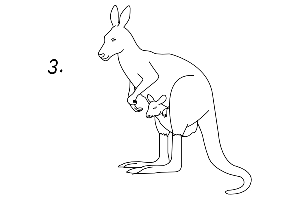 Jak narysować kangura