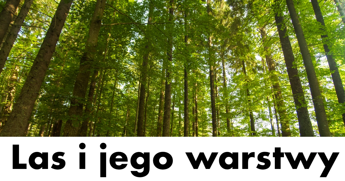 Prezentacja: Las i jego warstwy