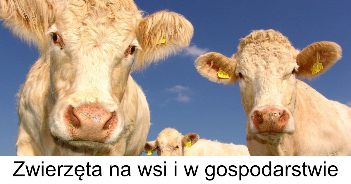 Prezentacja: Zwierzęta na wsi i w gospodarstwie