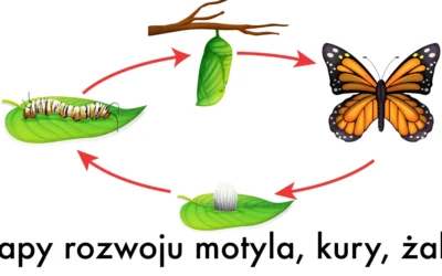 Prezentacja: Etapy rozwoju motyla, kury, żaby