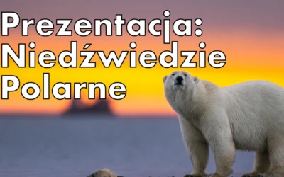 Prezentacja: Niedźwiedzie Polarne: gdzie żyją, ich cechy oraz ciekawostki