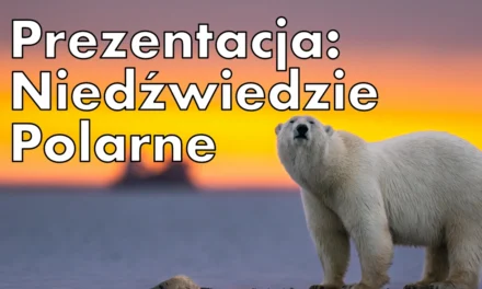 Prezentacja: Niedźwiedzie Polarne: gdzie żyją, ich cechy oraz ciekawostki