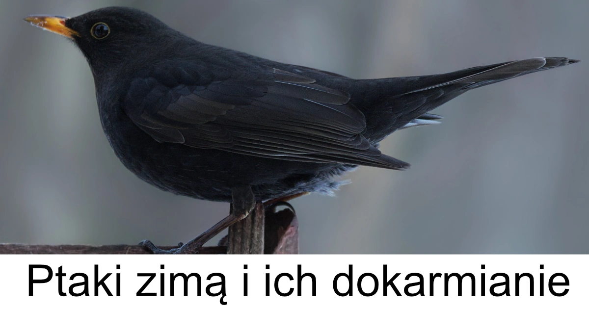 Prezentacja: Ptaki zimą i ich dokarmianie