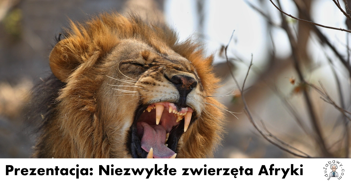 Prezentacja: Niezwykłe Zwierzęta Afryki