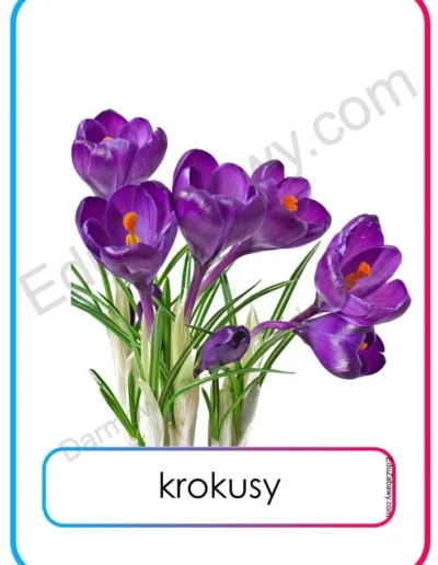 Plansze dydaktyczne: Wiosenne kwiaty 8