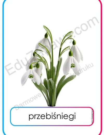 Plansze dydaktyczne: Wiosenne kwiaty 4