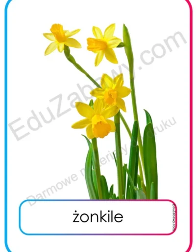 Plansze dydaktyczne: Wiosenne kwiaty 6